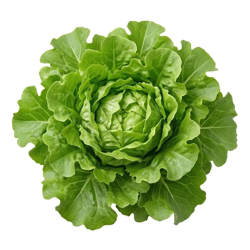 Généreuse laitue feuille de chêne étalant ses tendres feuilles frisées et profondément découpées, teintées de rouge cuivré