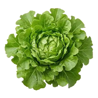 Généreuse laitue feuille de chêne étalant ses tendres feuilles frisées et profondément découpées, teintées de rouge cuivré