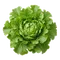 Laitue Feuille de Chêne