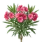 Laurier-rose