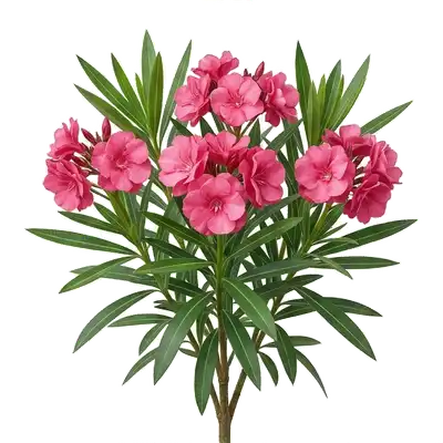 Généreux bouquets de fleurs en entonnoir d'un laurier-rose rayonnant au soleil au-dessus de longues feuilles lancéolées vert foncé