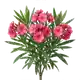 Laurier-rose