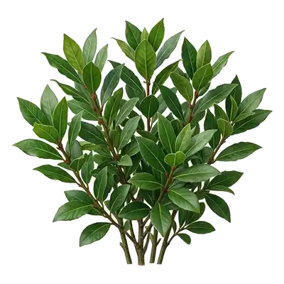 Branche de laurier-sauce arborant ses belles feuilles coriaces, ovales et vert sombre, indispensables en cuisine