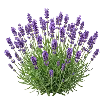 Buisson dense de lavande officinale en pleine floraison avec ses nombreux épis floraux violets très aromatiques