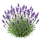 Lavande Officinale