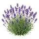 Lavande Officinale