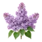 Lilas Commun