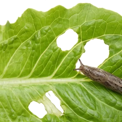 Limaces et Escargots