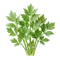 Livèche