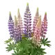 Lupin