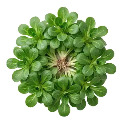 Belles rosettes de mâche aux petites feuilles vertes arrondies et tendres, tapissant le sol du potager d'hiver