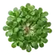 Mâche