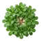 Mâche