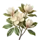 Magnolia