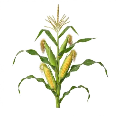 Gros et lourds épis de maïs doux partiellement libérés de leurs spathes foliaires, révélant des rangées de grains jaunes luisants