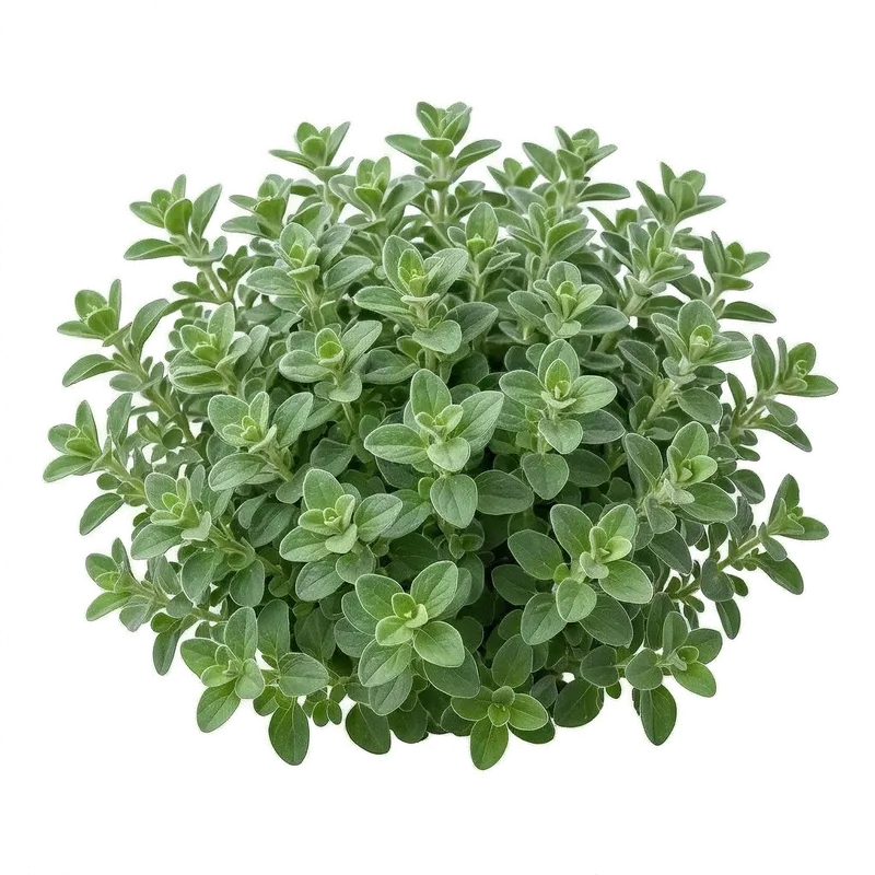 Généreux bouquet de marjolaine aux petites feuilles ovales vert grisâtre très aromatiques, poussant en touffe dense au soleil