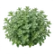 Marjolaine