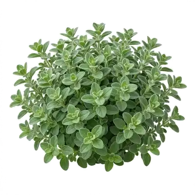 Généreux bouquet de marjolaine aux petites feuilles ovales vert grisâtre très aromatiques, poussant en touffe dense au soleil