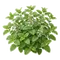 Mélisse