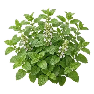 Feuillage vert tendre très texturé et légèrement dentelé d'un pied buissonnant de mélisse officinale odorante