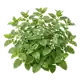 Mélisse