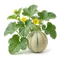 Melon Charentais