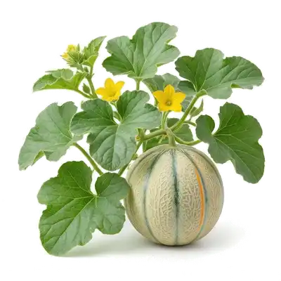 Melon charentais bien rond à la peau brodée et aux tranches vertes bien dessinées, reposant sur le sol