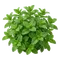 Menthe Verte