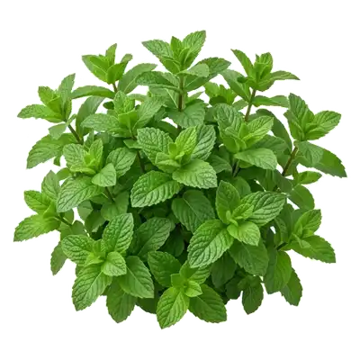 Généreux plant de menthe verte étalant ses feuilles gaufrées, lisses et dentelées, exhalant un parfum très frais et aromatique