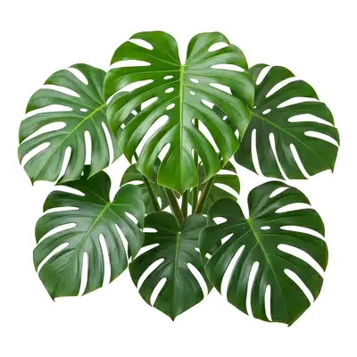 Très graphique Monstera deliciosa d'intérieur, exhibant majestueusement ses immenses feuilles vert foncé spectaculairement lobées et perforées