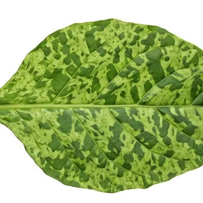 Virus de la Mosaïque