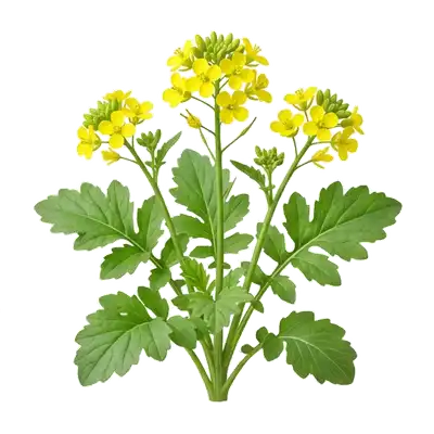Culture extrêmement dense et lumineuse de moutarde blanche (engrais vert) couverte d'innombrables petites grappes de fleurs jaunes