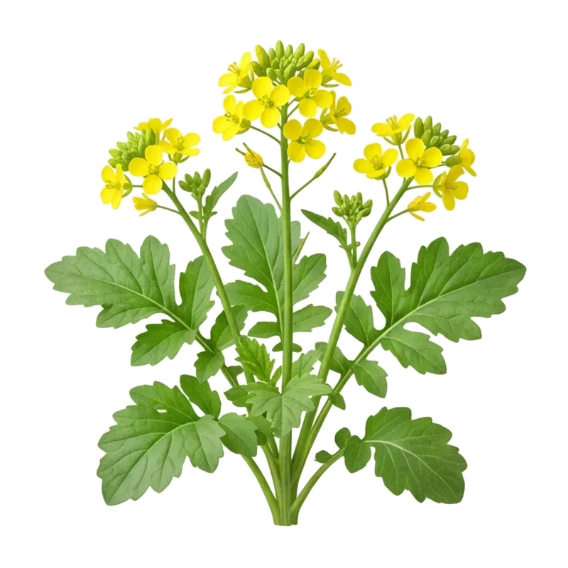 Culture extrêmement dense et lumineuse de moutarde blanche (engrais vert) couverte d'innombrables petites grappes de fleurs jaunes