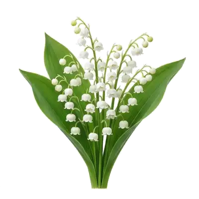 Brin délicat de muguet fleuri arborant ses ravissantes petites clochettes blanches pendantes au-dessus de deux larges feuilles