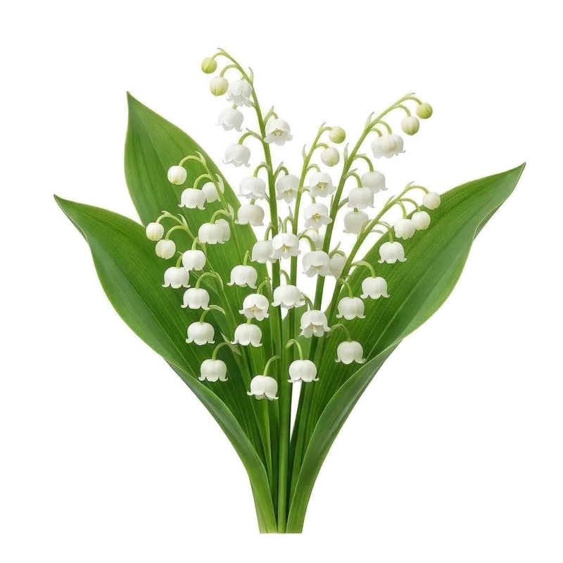 Brin délicat de muguet fleuri arborant ses ravissantes petites clochettes blanches pendantes au-dessus de deux larges feuilles