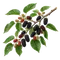 Mûrier Noir
