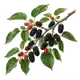 Mûrier Noir