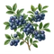 Myrtillier