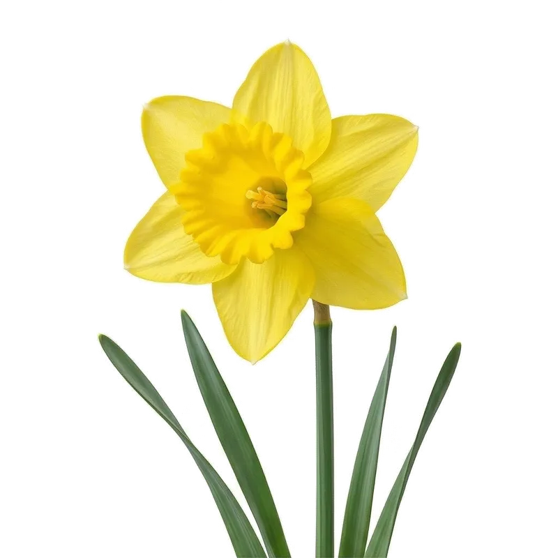 Fleurs printanières de narcisses affichant leurs corolles étoilées entourant un long tube central (trompette) d'un jaune solaire