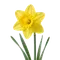 Narcisse