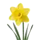 Narcisse
