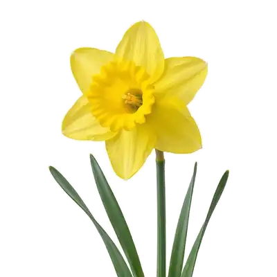 Fleurs printanières de narcisses affichant leurs corolles étoilées entourant un long tube central (trompette) d'un jaune solaire