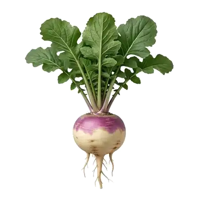 Botte de navets ronds fraîchement récoltés, affichant leur belle couleur blanche couronnée de violet près de leurs fanes
