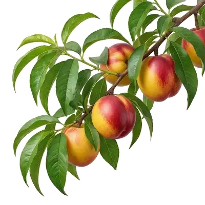 Branches de nectarinier chargées de superbes nectarines lisses et colorées, arborant une peau rougeoyante et jaune au soleil