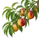 Nectarinier