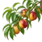 Nectarinier