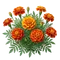Œillet d'Inde