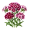 Œillet des Poètes