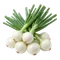 Oignon Blanc