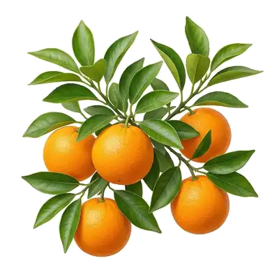 Belles oranges rondes et gorgées de jus d'un orange éclatant, mûrissant au soleil parmi les feuilles vertes de l'arbre